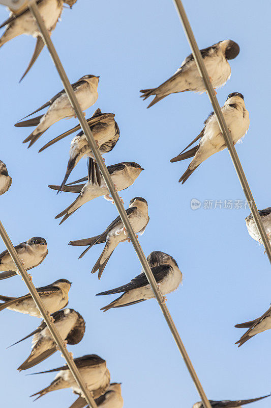 谷仓燕子(Hirundo rustica)在我的窗口靠近。躺在我的衣架上